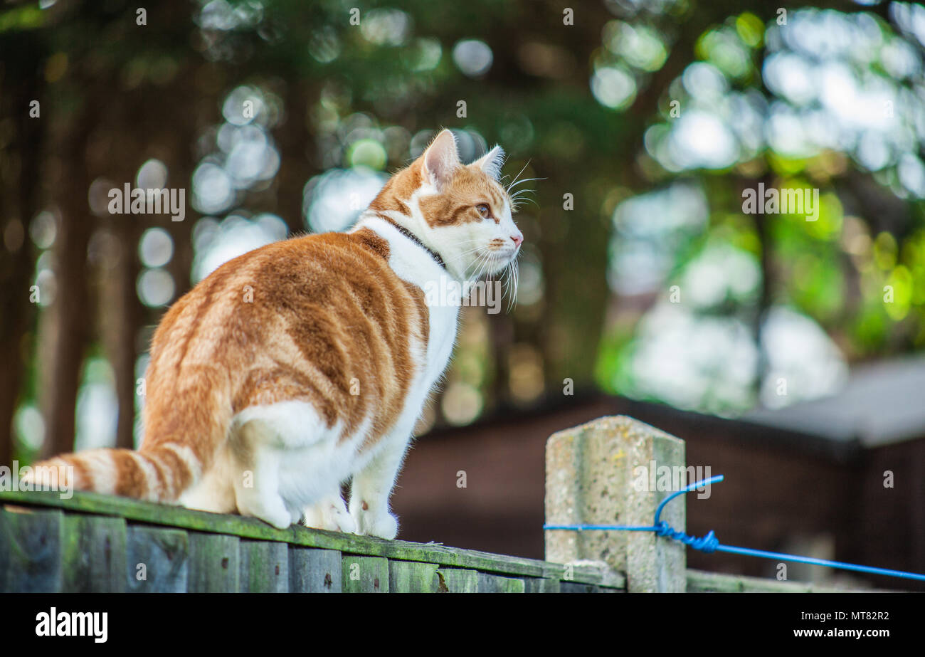 cute ginger tabby cat walking on the fence Stock Photo - Alamy