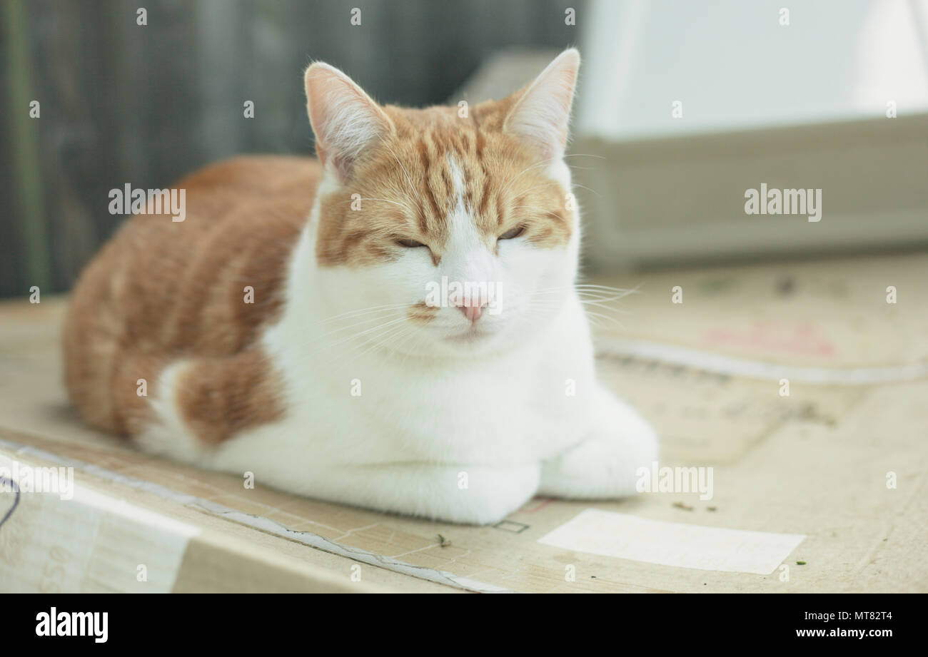 pretty ginger tabby cat sleeping on a cardboard box in the garden Stock
