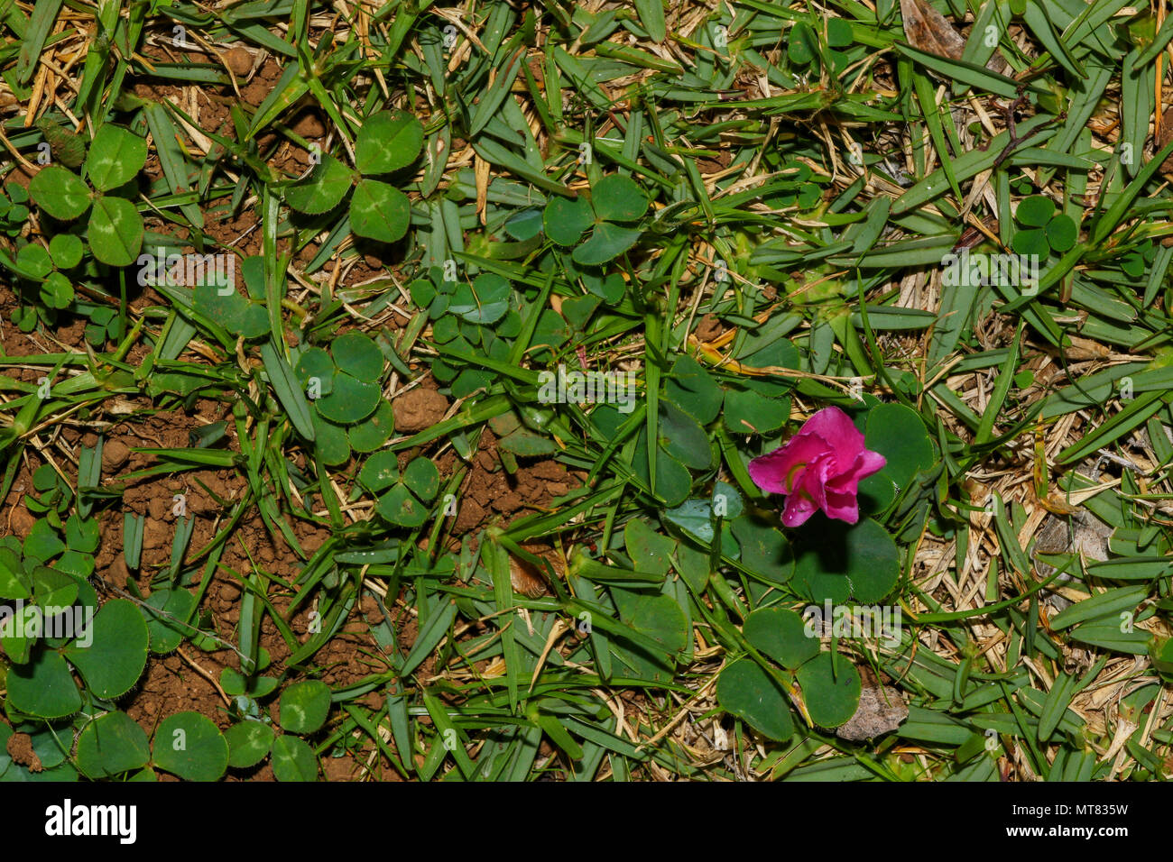 clover and grasses at Kirstenbosch national botanic garden, Cape Town, Garden Route, South Africa Stock Photo