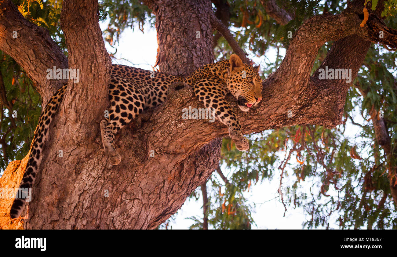 Leopard lying in a tree Stock Photo - Alamy