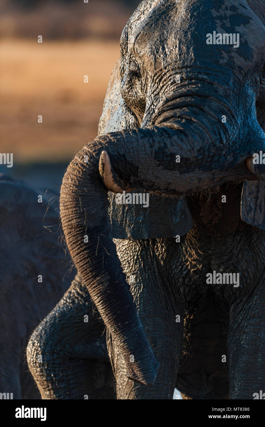 A large African Elephant seen at a waterhole in Zimbabwe's Hwange National Park. Stock Photo