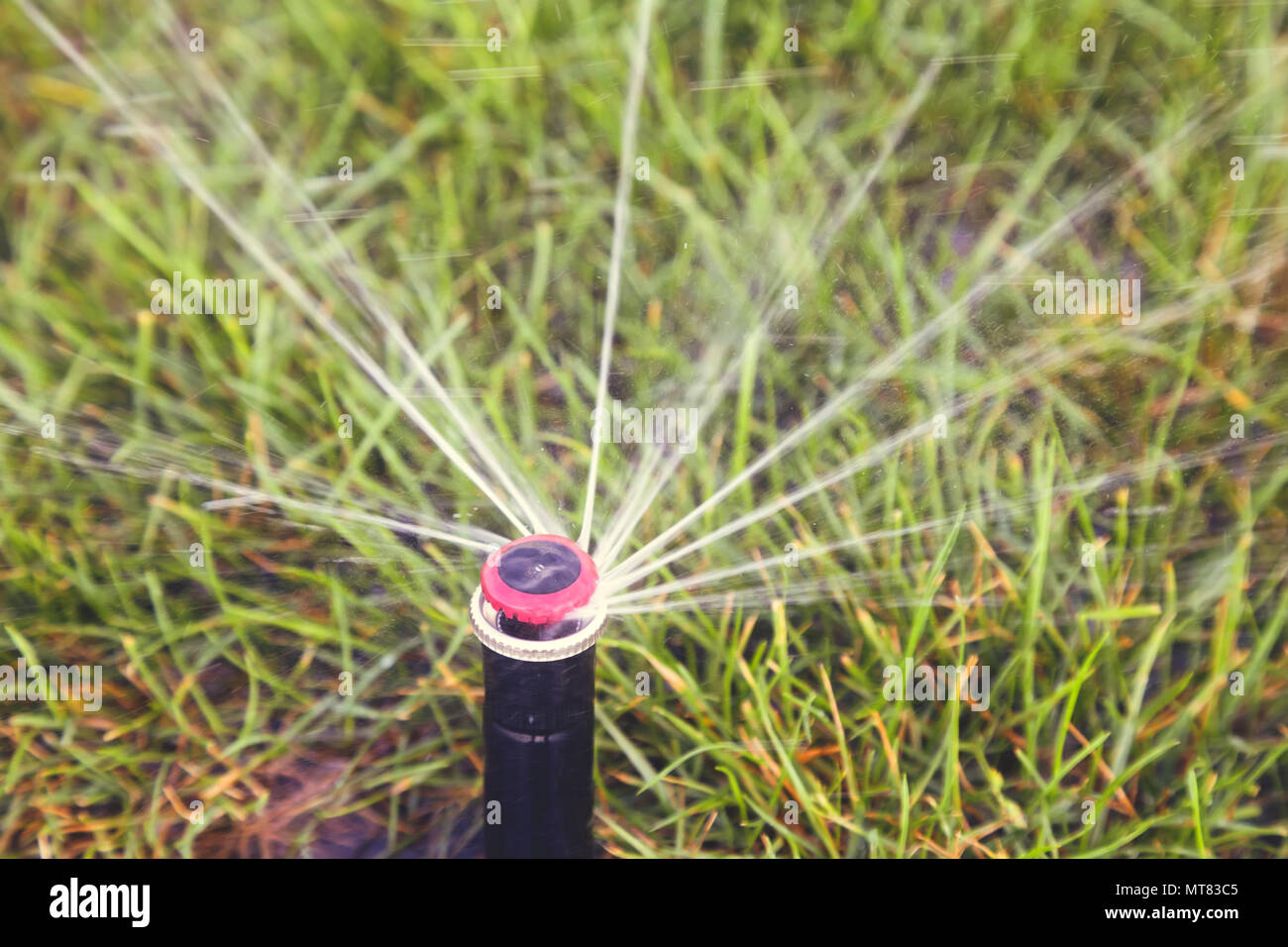 Automatic sprinkler head dispersing water on grass. Grass sprinkler