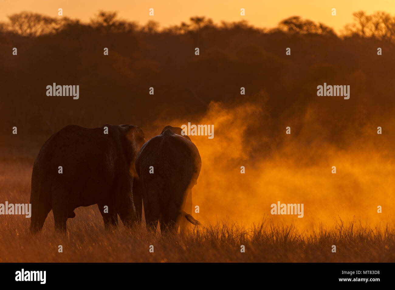 An African elephant throws sand in Zimbabwe's Hwange National Park