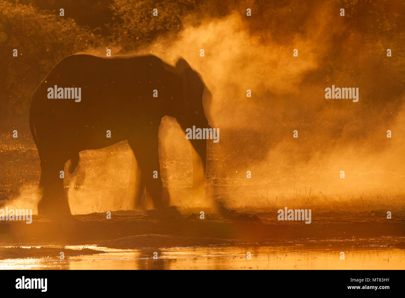 An African elephant throws sand in Zimbabwe's Hwange National Park