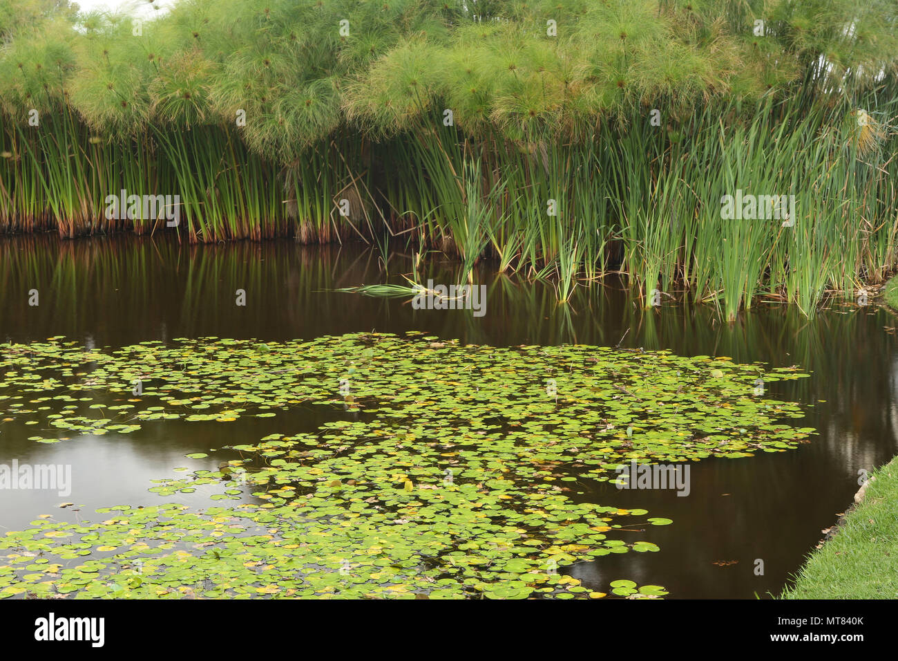 Pond with reeds and waterlilies in Kirstenbosch botanical garden, cape