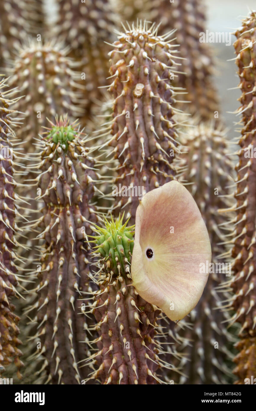 Hoodia gordonii succulent with single flower , South Africa Stock Photo