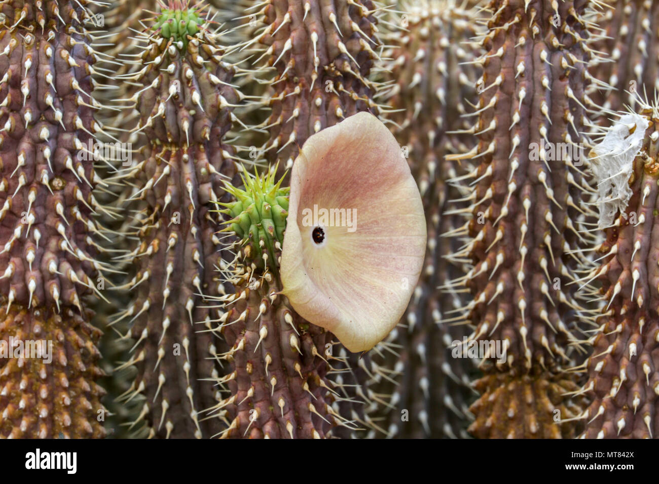Close-up Hoodia succulent plant with single flower, Capetown, South Africa Stock Photo