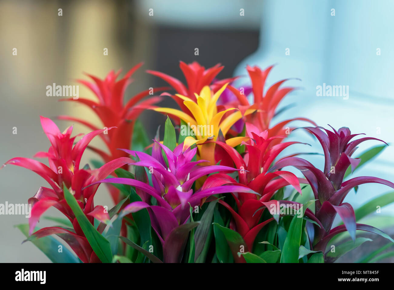 Mix of colorful bright Guzmania, fine representative of the bromeliad or pineapple family, leader in design of interiors Stock Photo