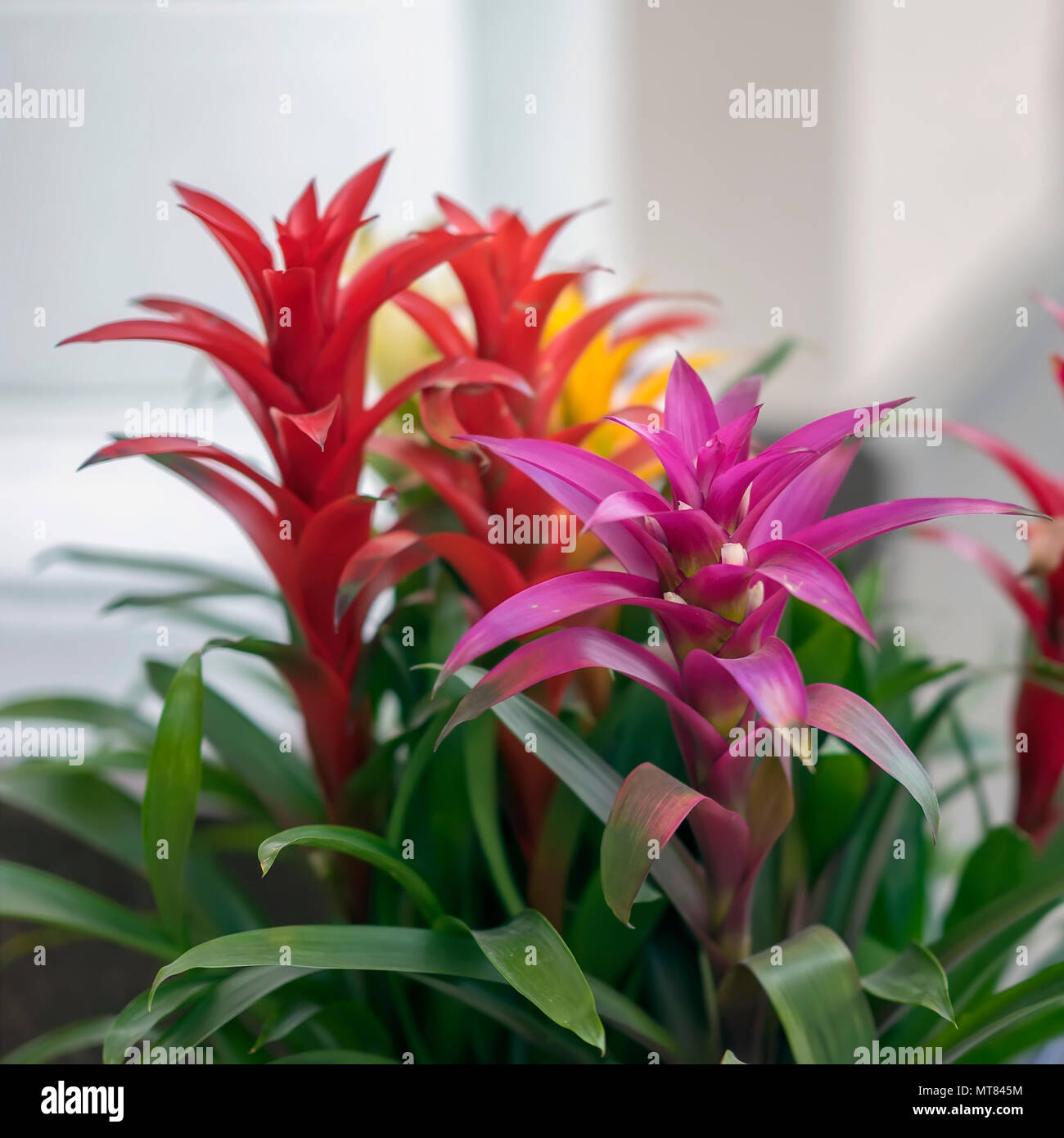 Mix of colorful bright Guzmania, fine representative of the bromeliad or pineapple family. exotic beauty, leader in the design of interiors Stock Photo