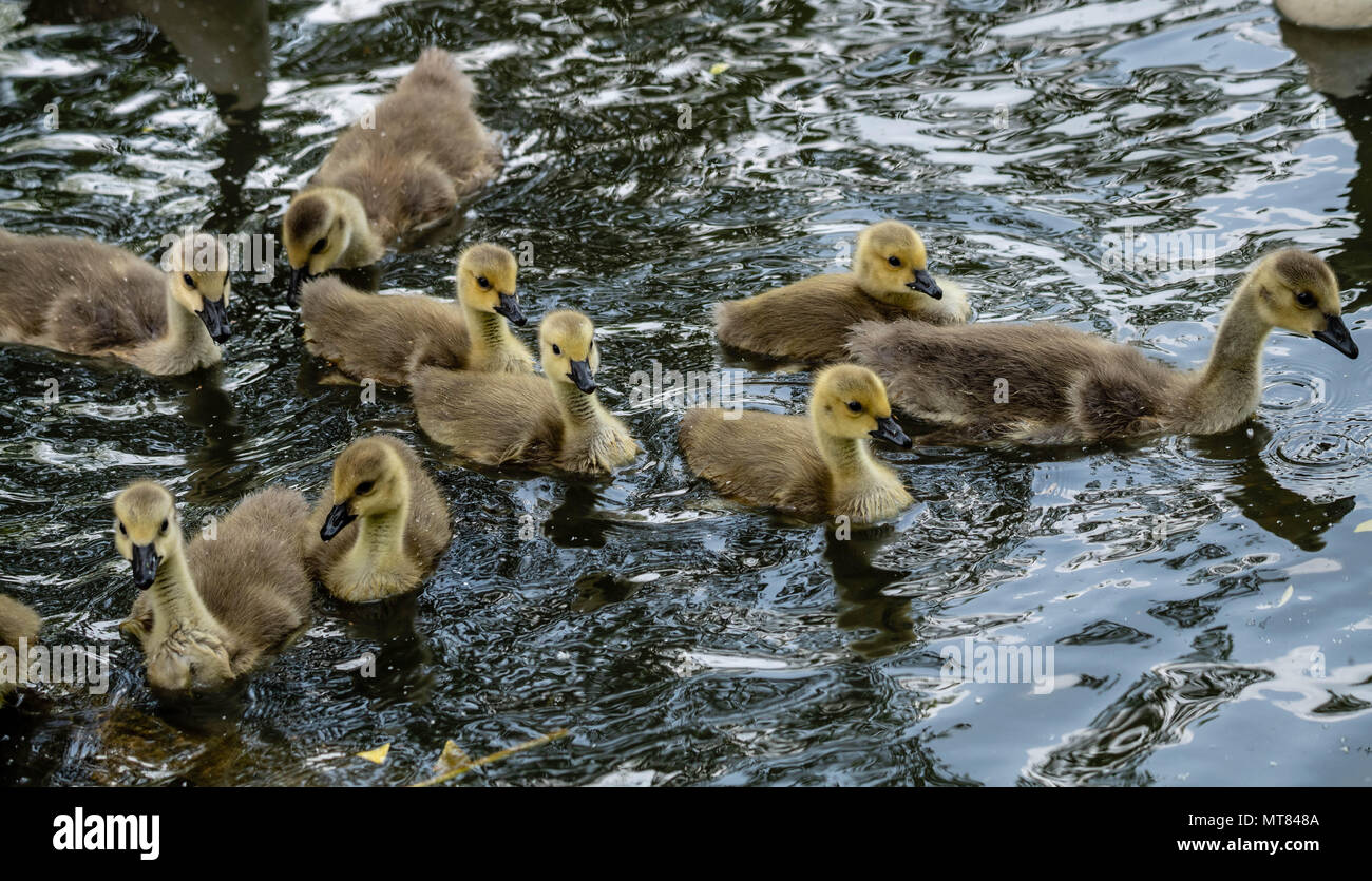 Canada Geese with goslings at Weald Country Park, Brentwood, Essex Stock Photo