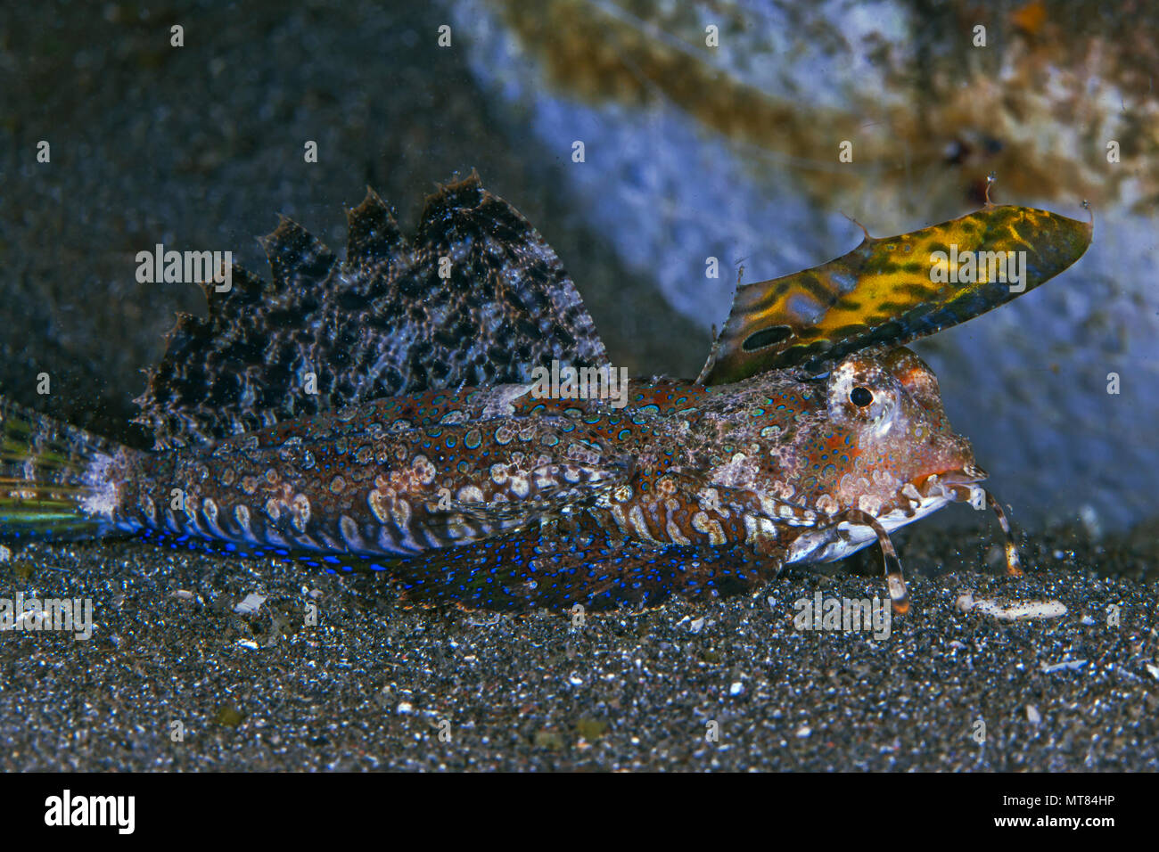 Fingered dragonet (Dactylopus dactylopus) feeding on sea floor. Lembeh Straits, Indonesia. Stock Photo