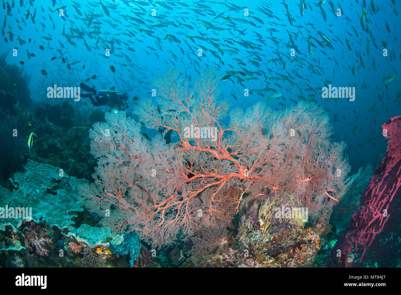 Female underwater photographer rides a swift current. Glowing seafans in the foreground with school of yellowtail fusiliers in blue water background.  Stock Photo