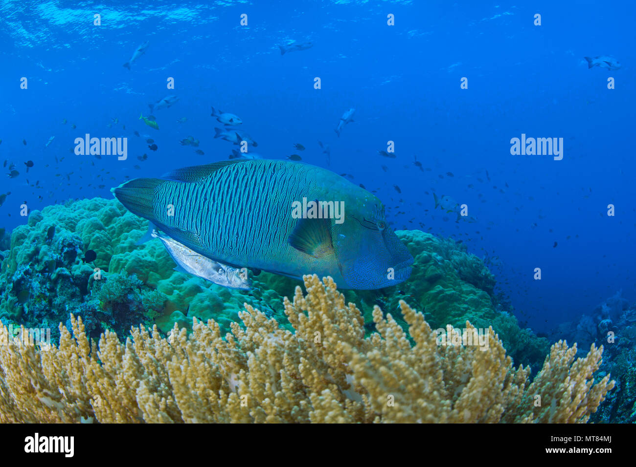 Napoleon or humphead wrasse (Cheilinus undulatus) and a bluefin trevally (Caranx melampygus), a pair commonly seen together patrol a reef in Raja Ampa Stock Photo