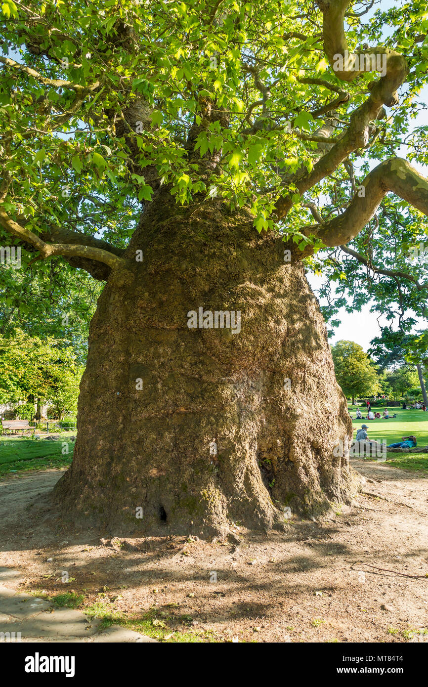 Oriental Plane Tree,Platanus Orientalis,Westgate Gardens,Canterbury