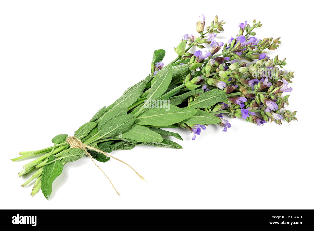 bunch of sage isolated on white background Stock Photo
