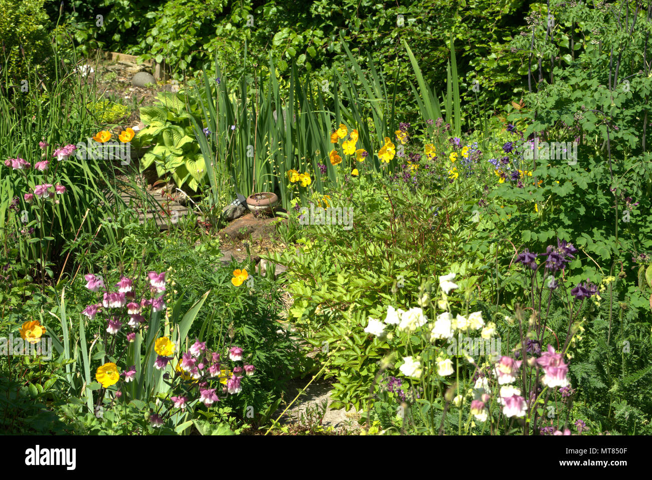 Herbaceous border in Spring Stock Photo - Alamy