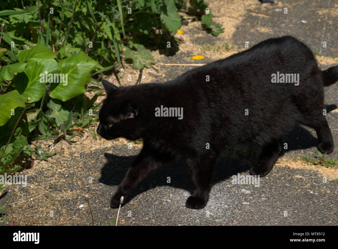 Black cat in the garden Stock Photo - Alamy