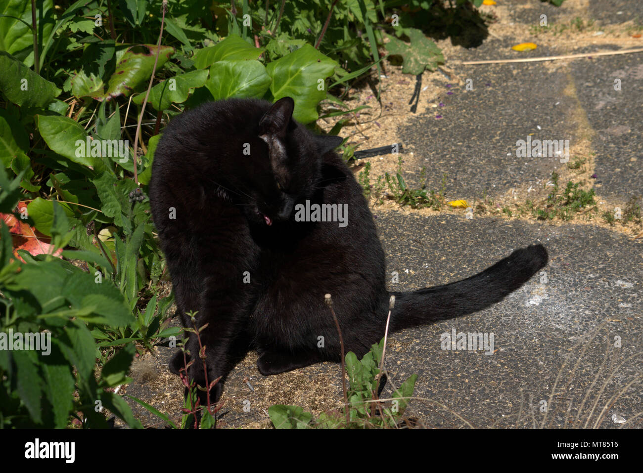 Black cat in the garden Stock Photo - Alamy