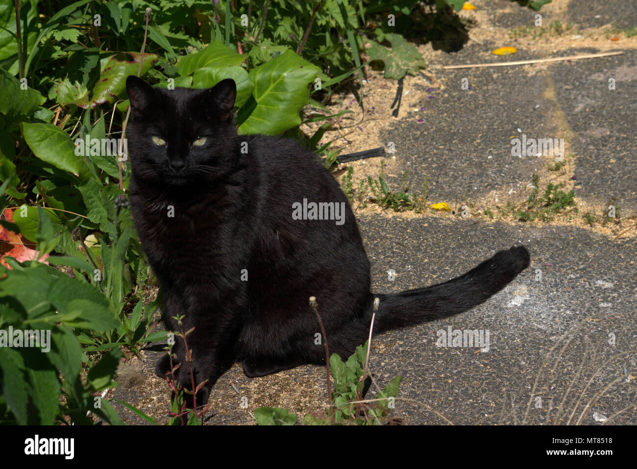 Black cat in the garden Stock Photo - Alamy