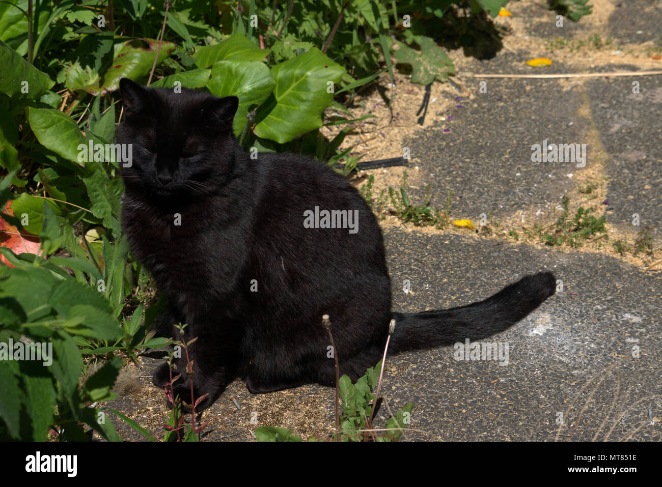 Black cat in the garden Stock Photo - Alamy