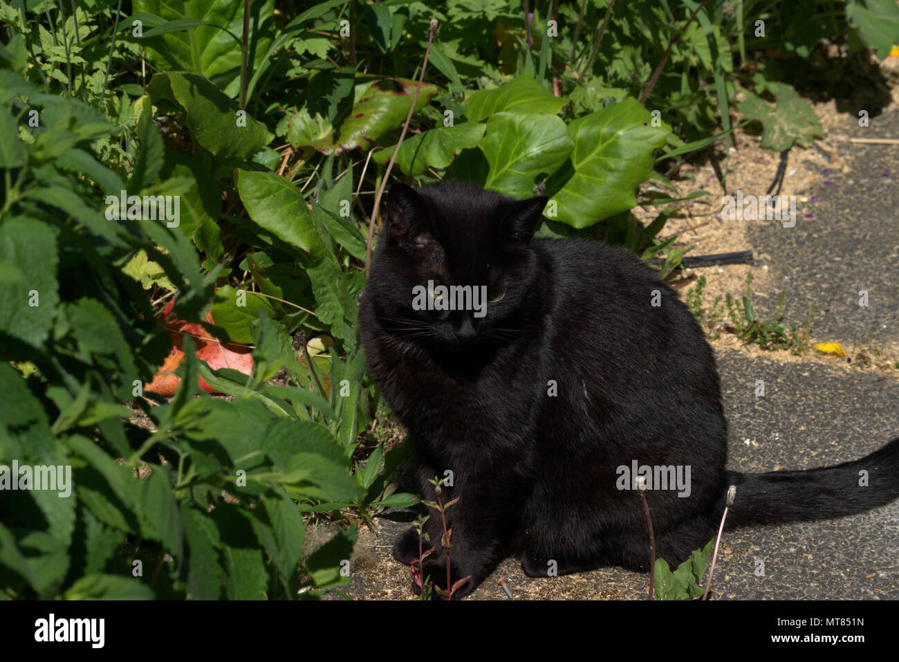 Black cat in the garden Stock Photo - Alamy