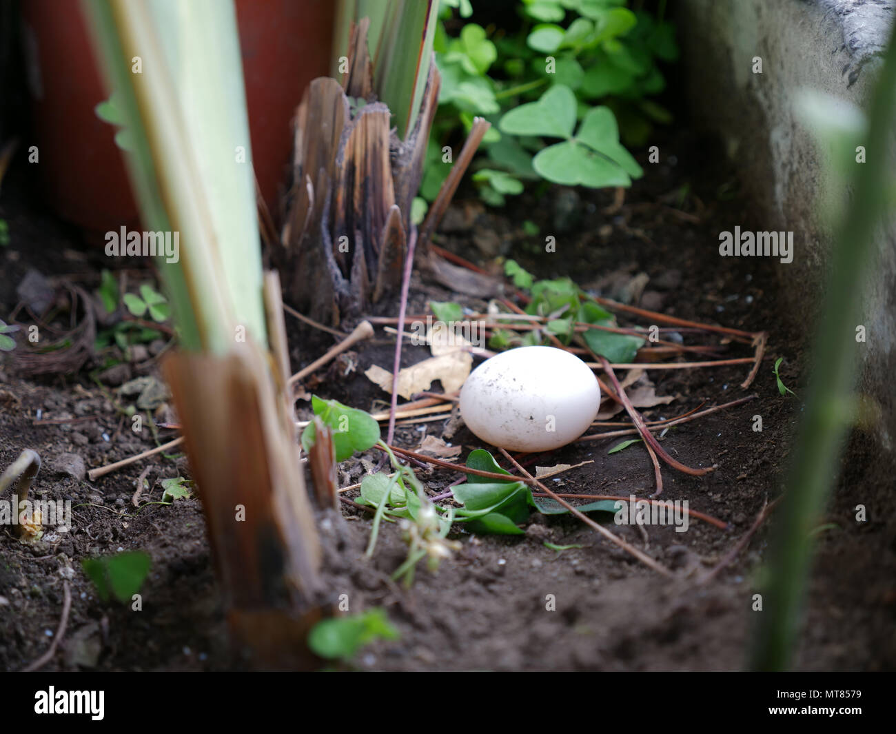 pigeon single egg nest Stock Photo