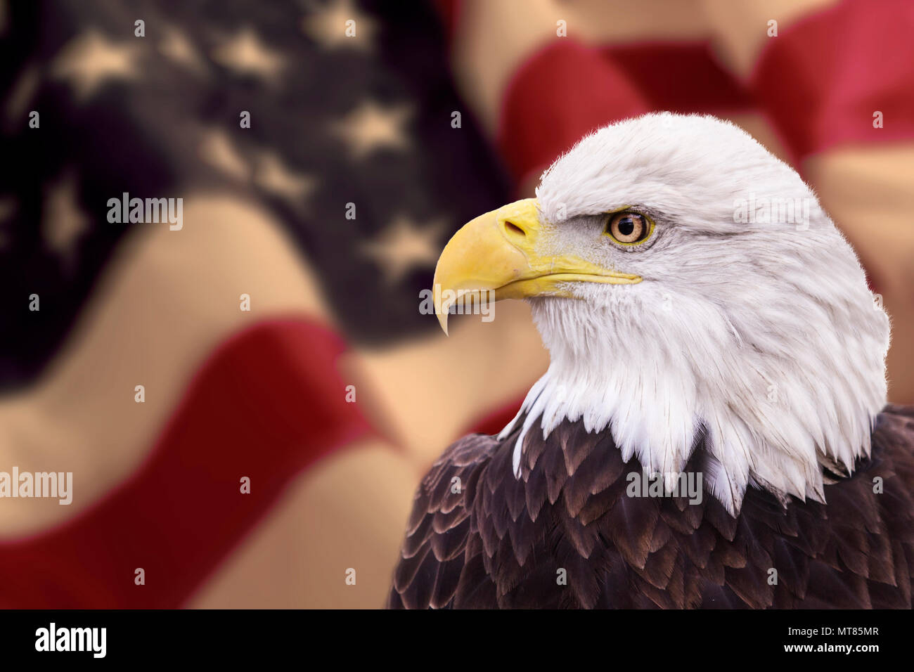 7,148 Bald Eagle American Flag Royalty-Free Images, Stock Photos