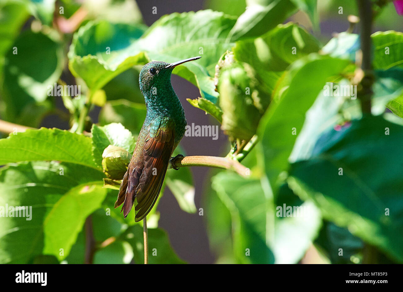 Berylline Hummingbird (Amazilia beryllina) -  San Juan Cosala, Jalisco, Mexico Stock Photo