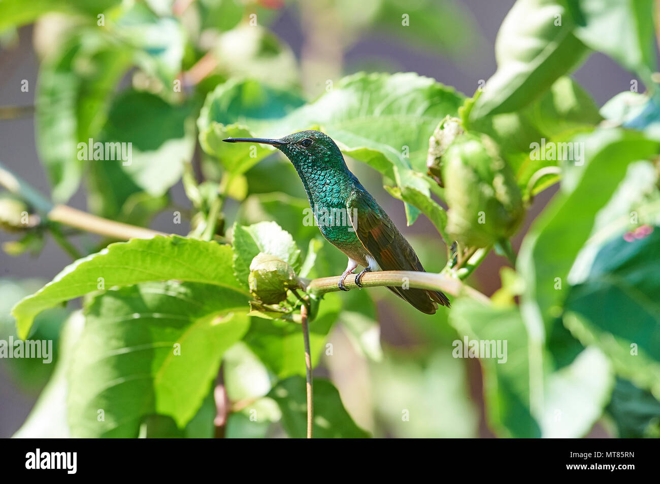 Berylline Hummingbird (Amazilia beryllina) -  San Juan Cosala, Jalisco, Mexico Stock Photo