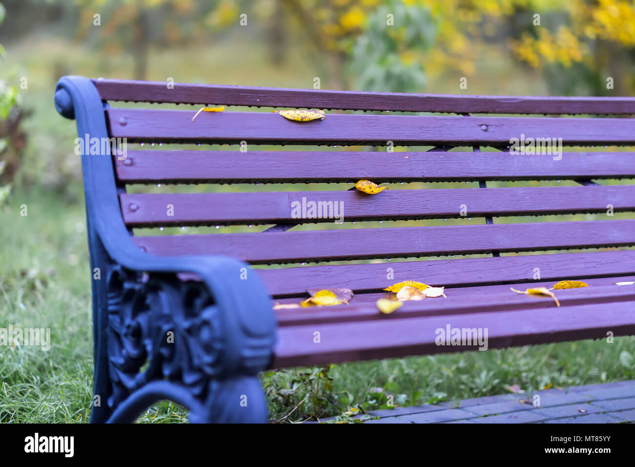 Autumn in park, part of vivid violet benches with yellow leaves close-up. Colorful nostalgic background Stock Photo