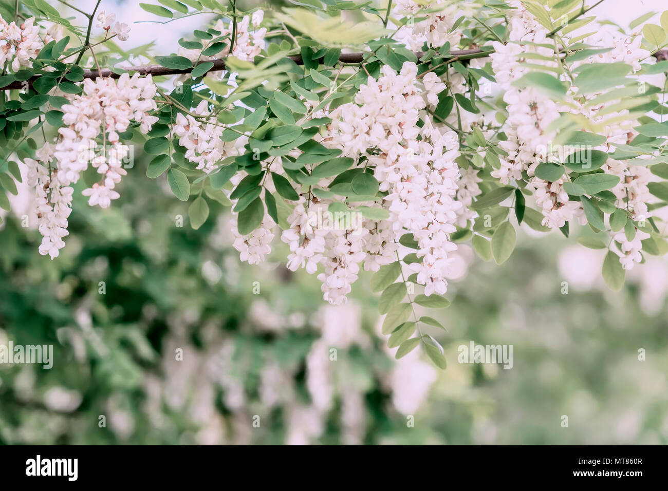 Abundant flowering acacia branch of Robinia pseudoacacia, false acacia, black locust, sunny day. Nectar for tender but fragrant honey Stock Photo