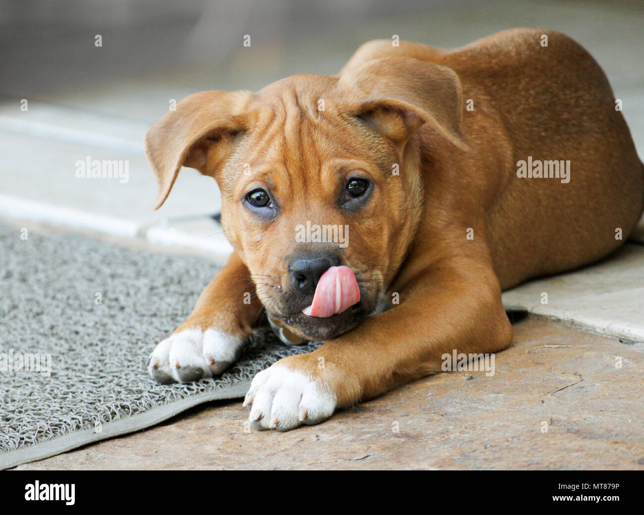 Puppy Dog Boxer Pit Bull Mix with his Tongue Out Stock Photo