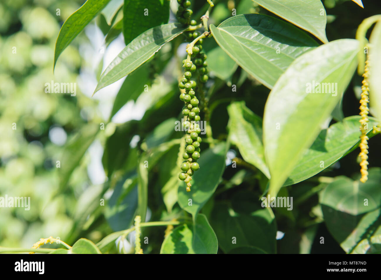 Fresh Piper nigrum on its tree. It's ready for food ingredient and make herb. Stock Photo