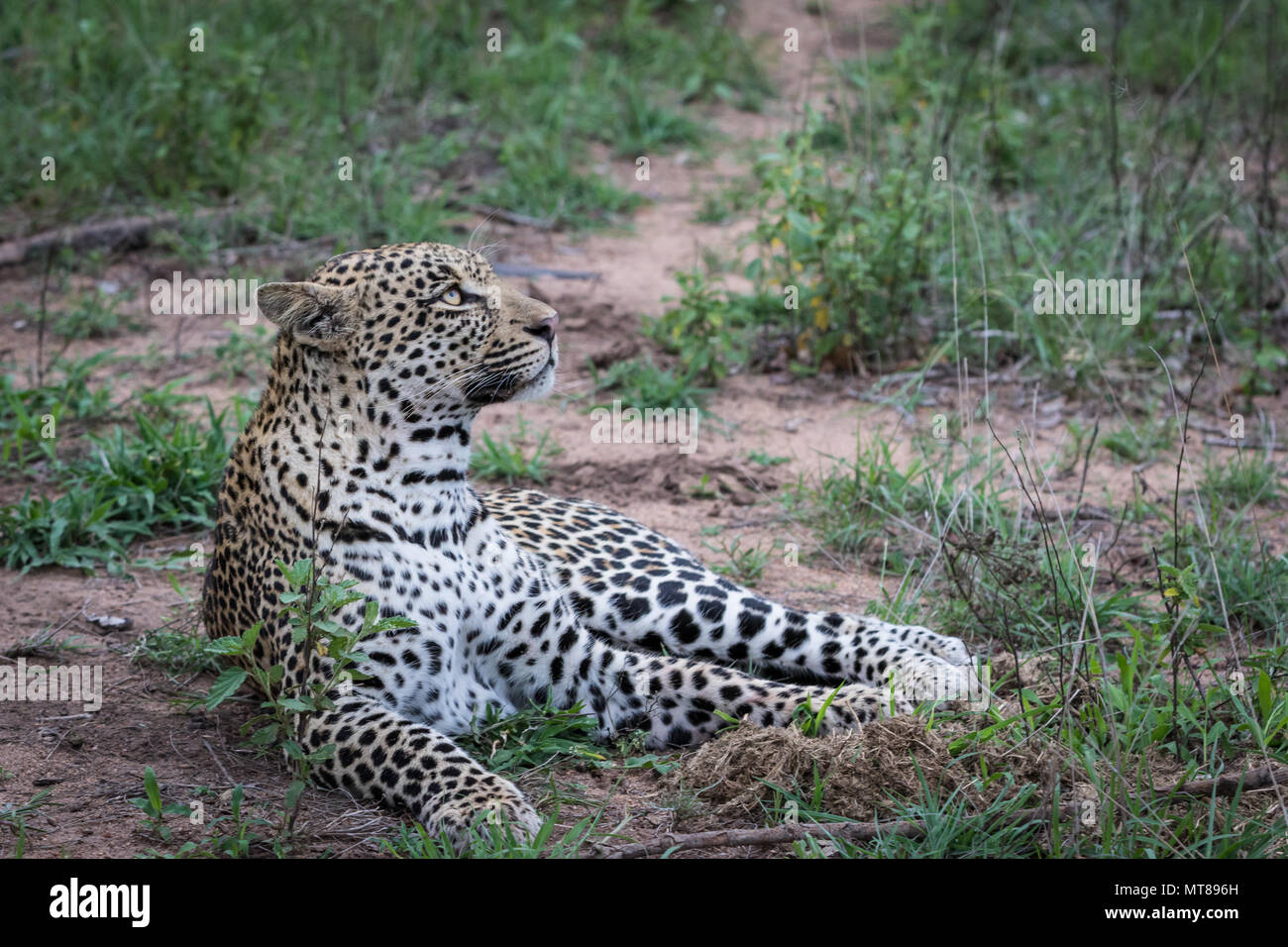 Leopard staring up to the right. Stock Photo