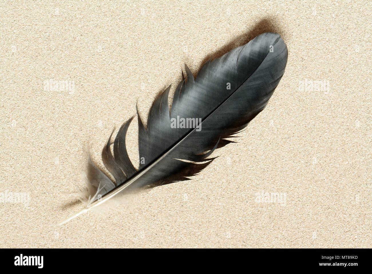 Closeup of big black feather lying on sand background Stock Photo Alamy