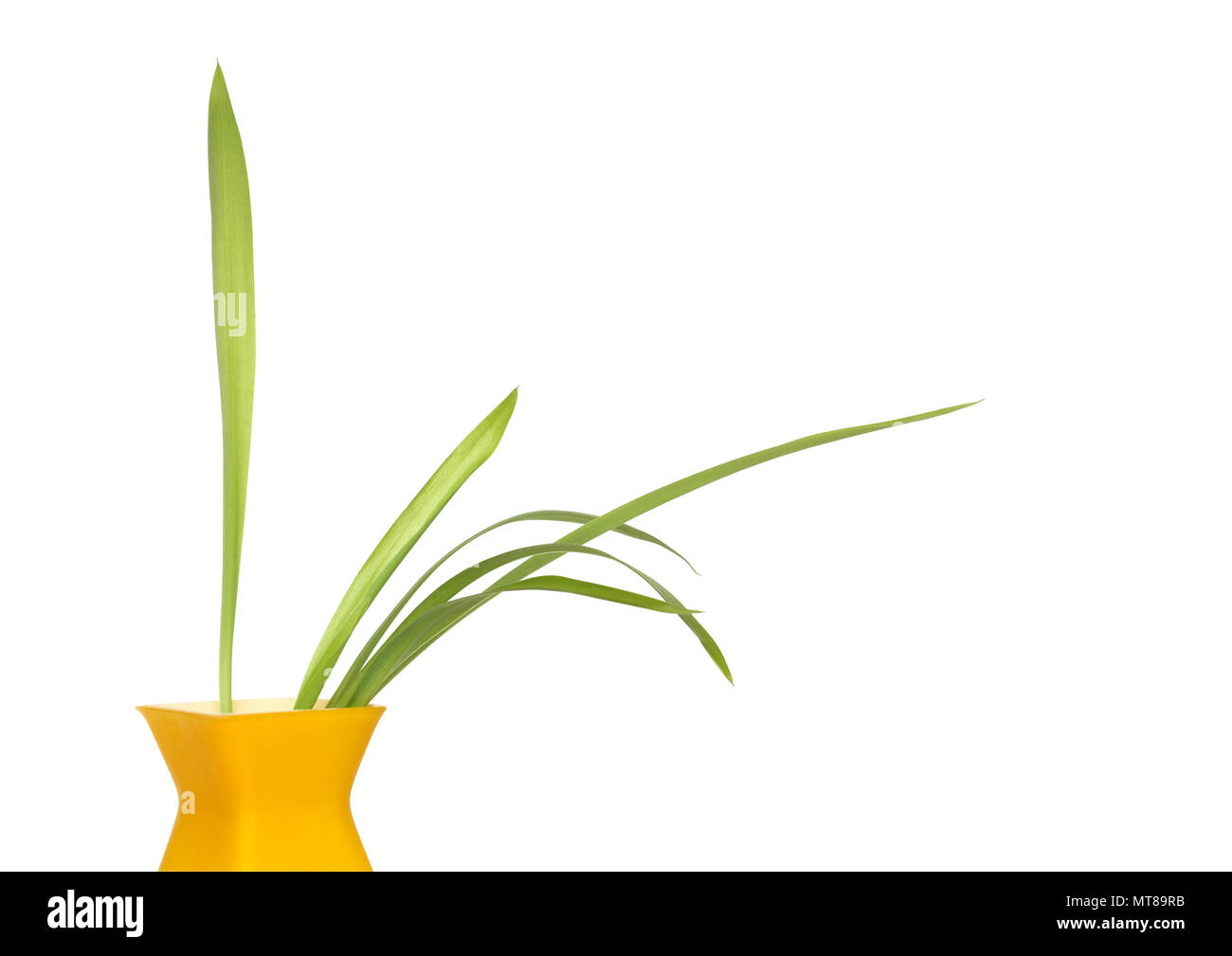 Nice modern yellow vase with green plant isolated on white background with clipping path Stock Photo