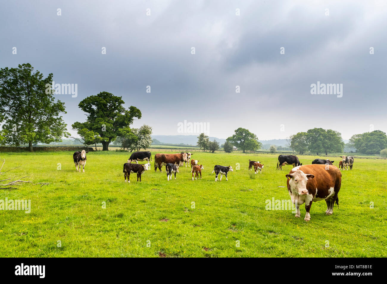Cattle herd, farming. Humble by Nature May 2018 Stock Photo