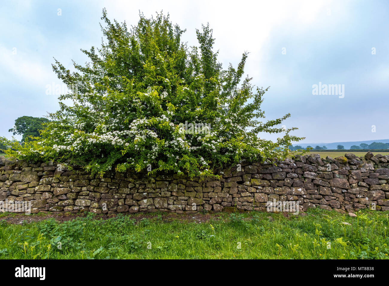 Hawthorn in blossom, spring. Humble by Nature May 2018 Stock Photo