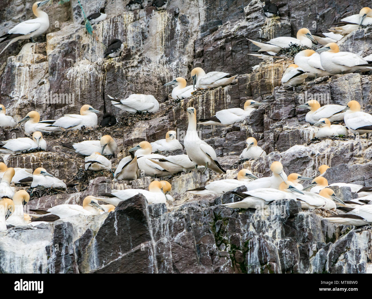 Nesting Northern gannets, Morus bassanus, Bass Rock seabird colony, East Lothian, Scotland, UK Stock Photo