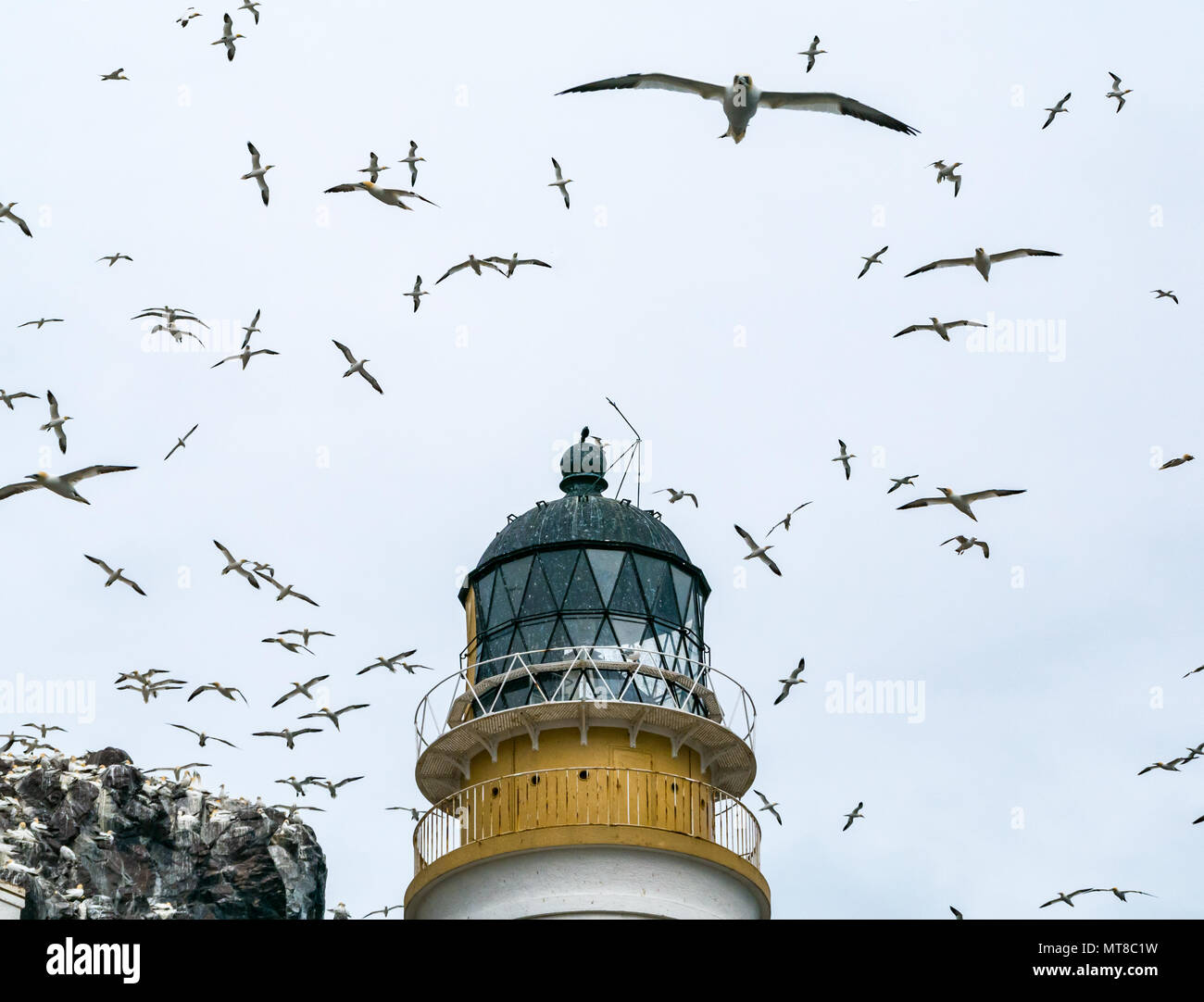 Northern gannets, Morus bassanus, flying around lighthouse lantern,Bass Rock, East Lothian, Scotland, UK Stock Photo