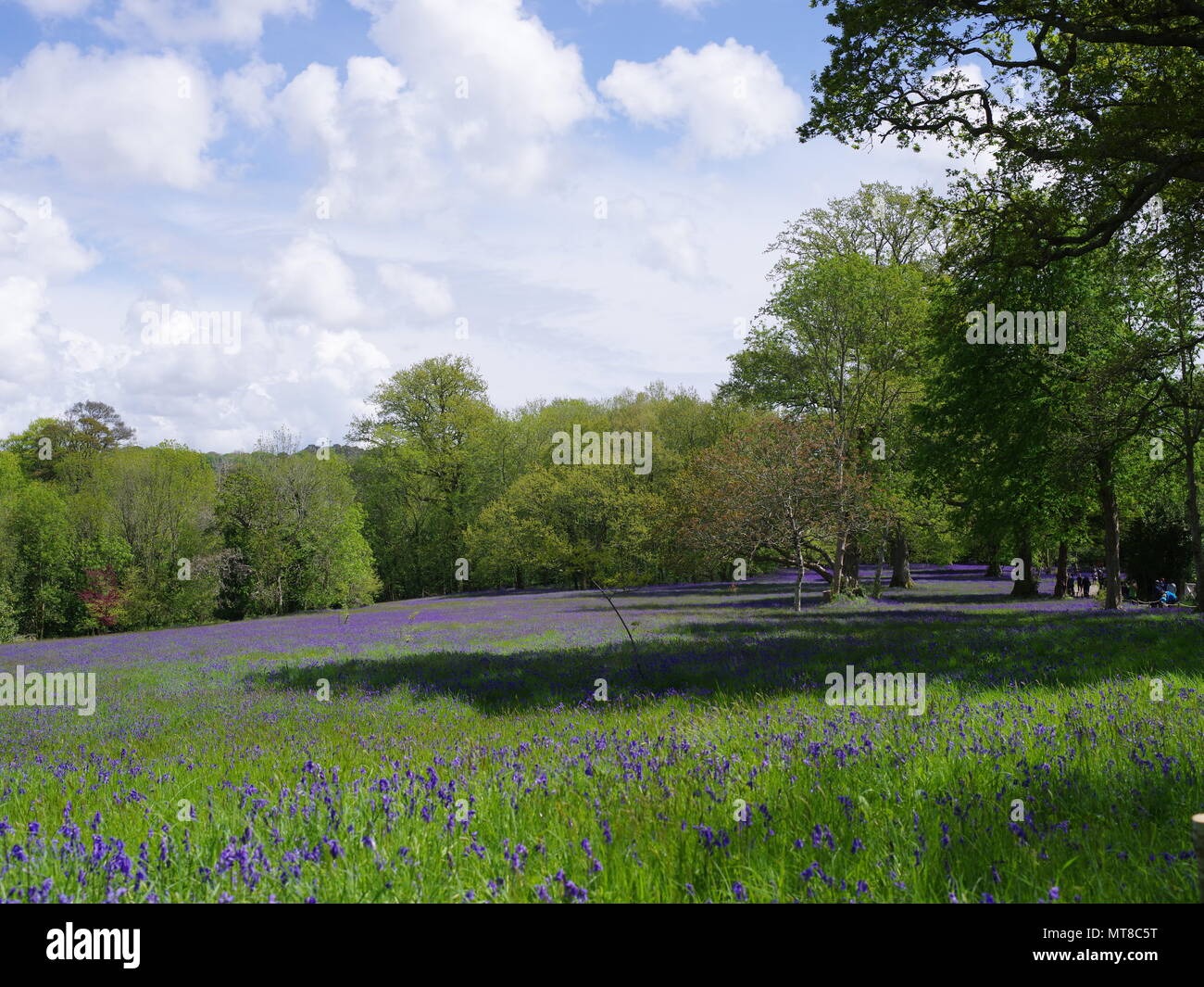 Woodland field of bluebells creating a carpet of blue, under the shade of the trees, a country scene at Enys Gardens, Cornwall. Stock Photo