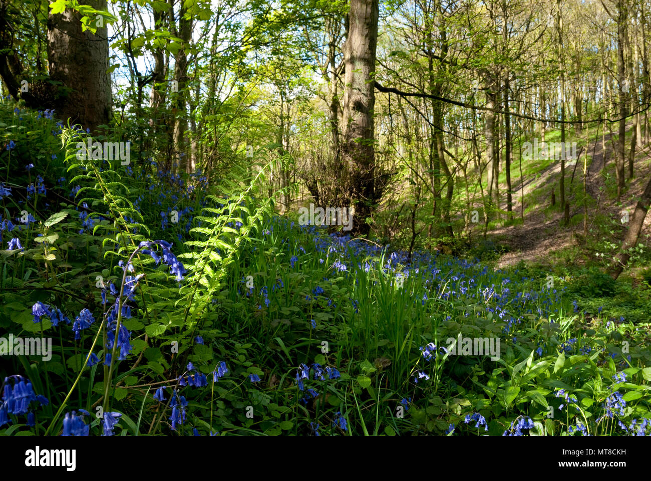 Bluebells grow amid ferns and grasses on the forest floor at Carbrook Ravine nature reserve, Sheffield Wildlife Trust, UK Stock Photo