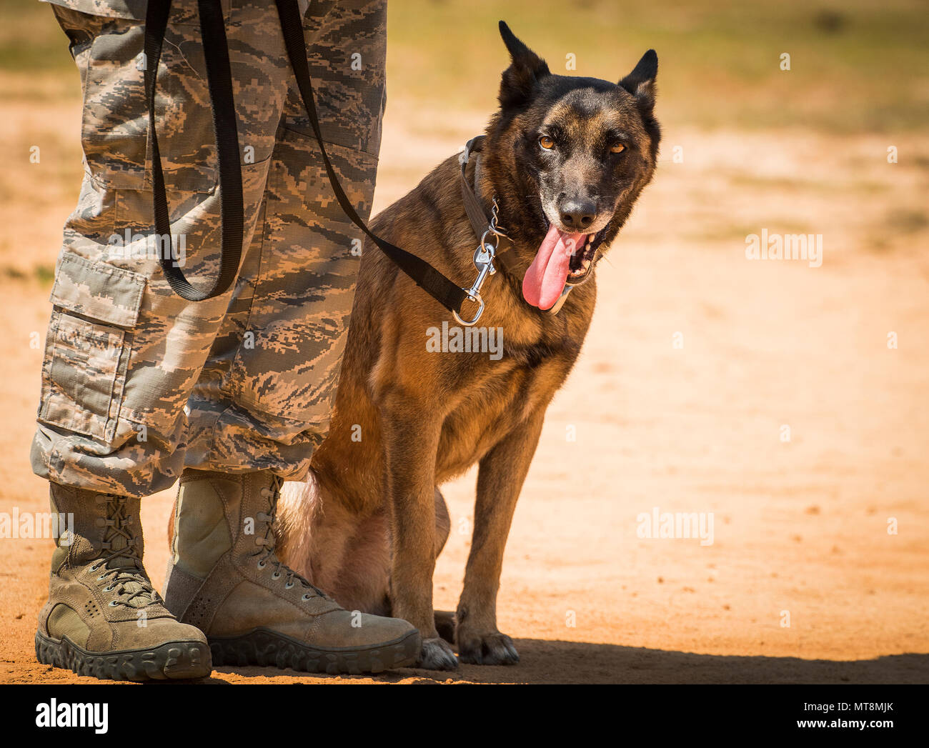 belgian malinois with kids