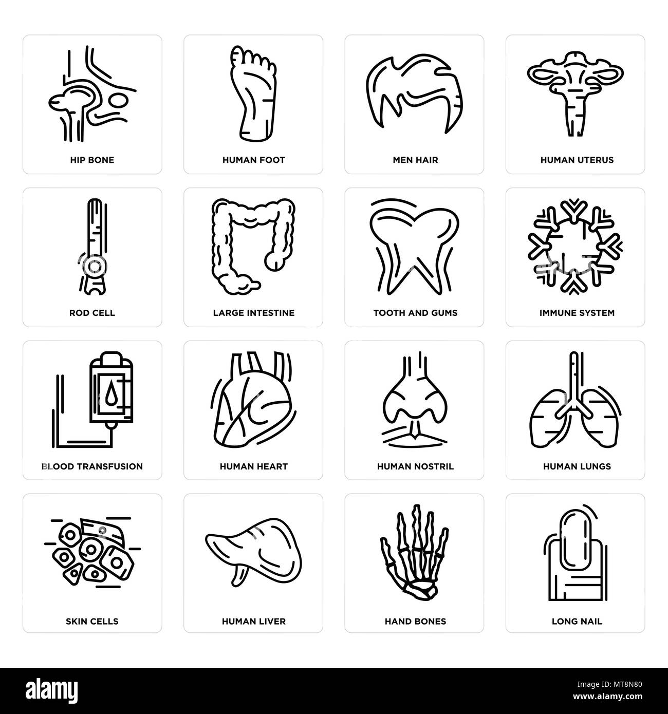 Set Of 16 simple editable icons such as Long Nail, Hand Bones, Human Liver, Skin Cells, Lungs, Hip Bone, Rod Cell, Blood Transfusion, Tooth and Gums c Stock Vector