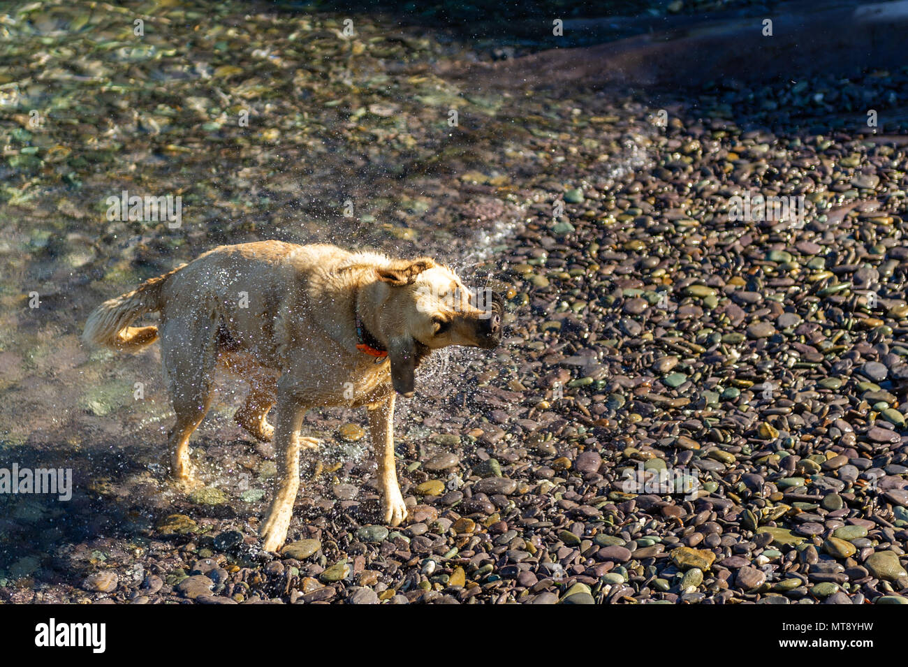Schull, Ireland. 28th May, 2018.  A dog shakes after a swim in the water in Schull on a blisteringly hot day in Schull. Met Éireann has forecast a warm evening with hazy sunshine and the odd shower with lows of 10 to 14 C. Credit: AG News/Alamy Live News. Stock Photo