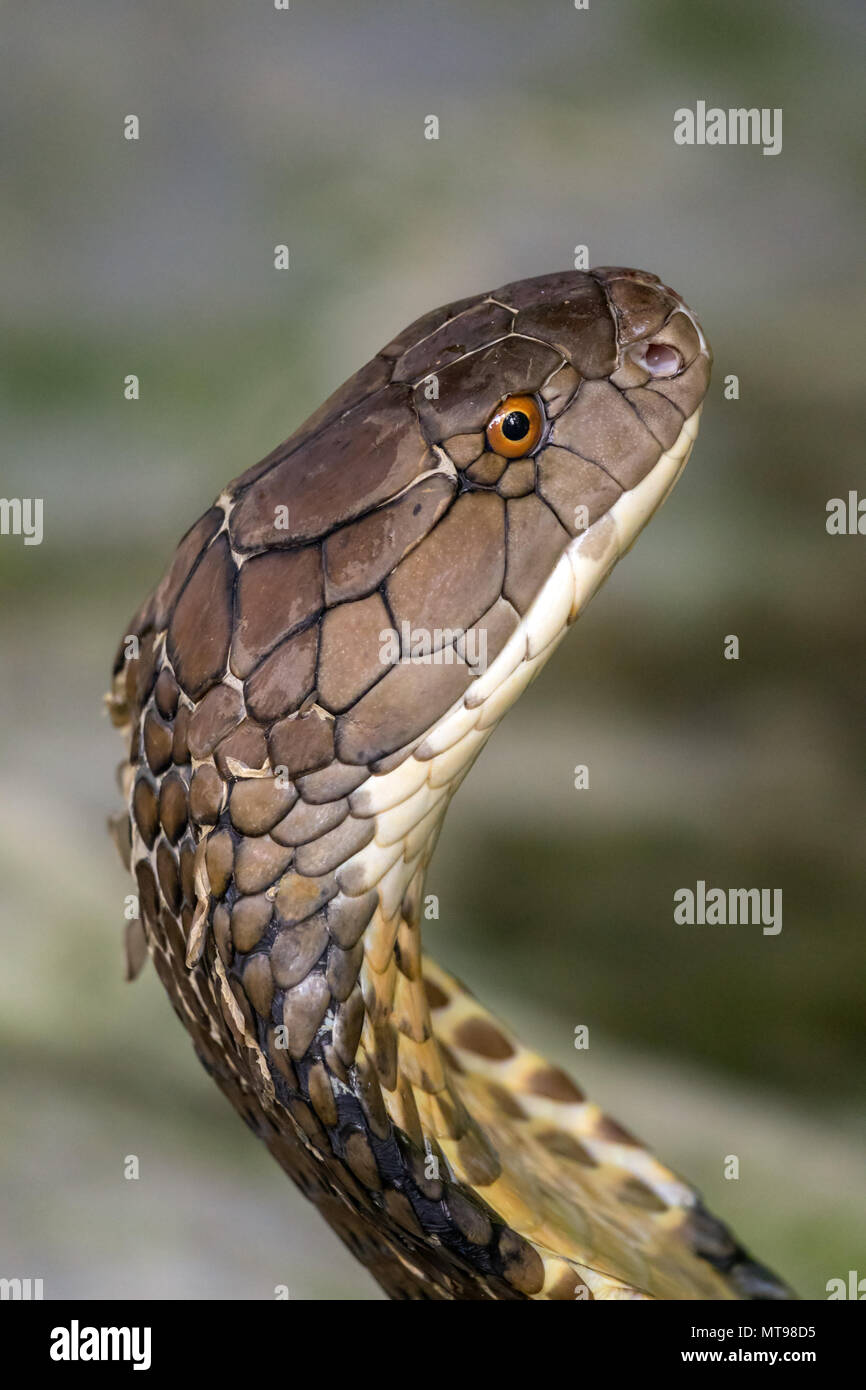 Cobra snake closeup Stock Photo