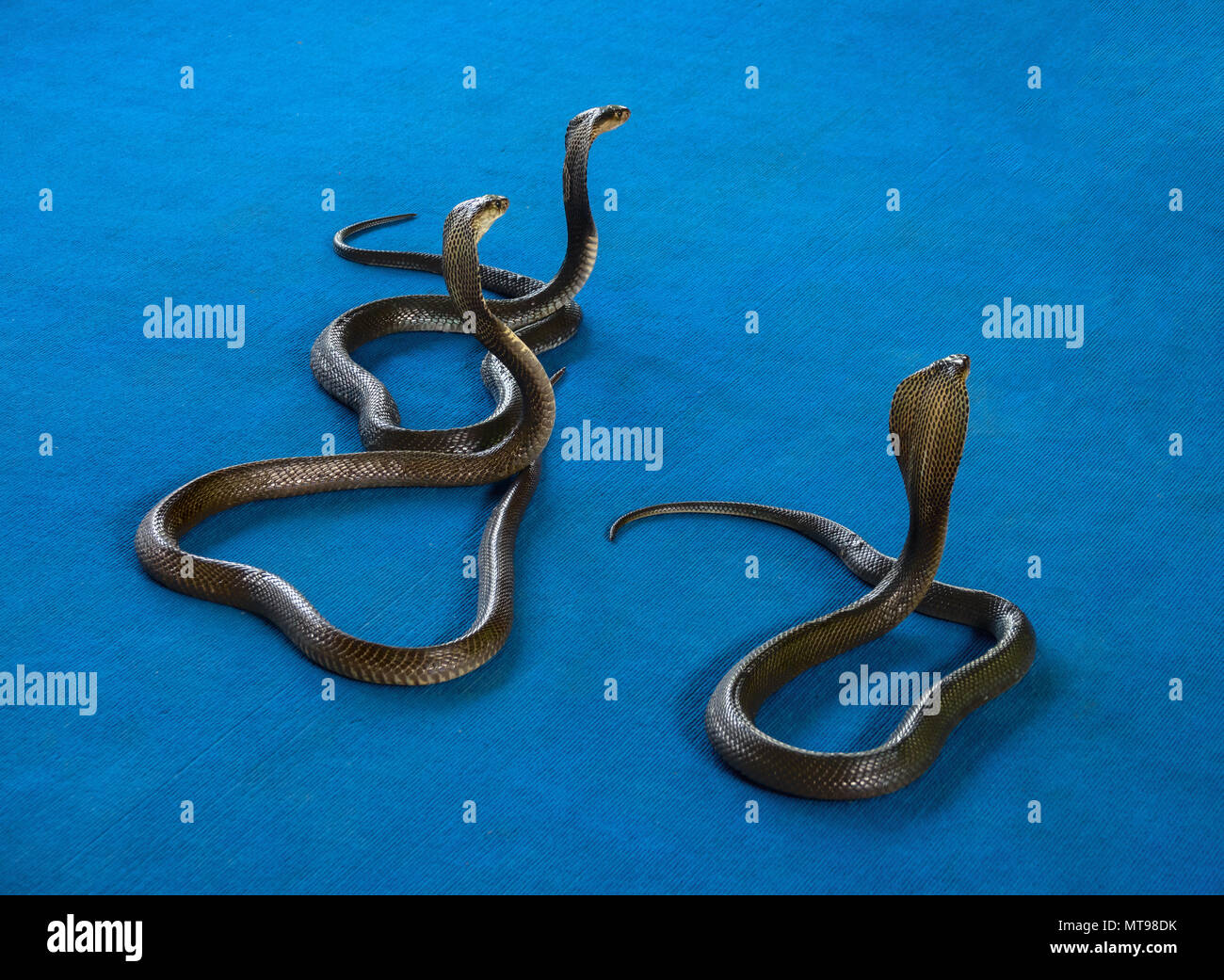 three cobra on carpet Stock Photo