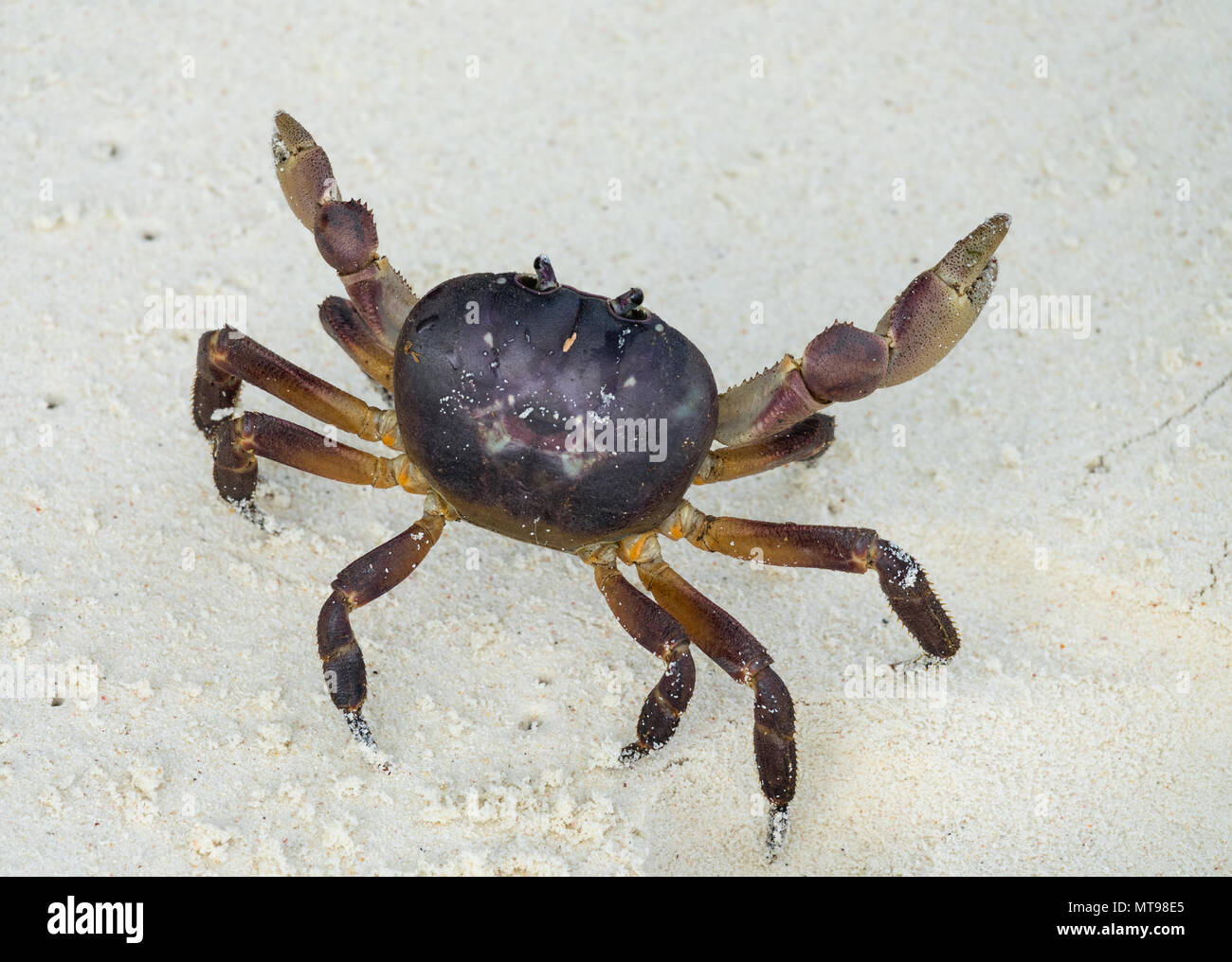 Crab with raised claws ready to attack Stock Photo Alamy
