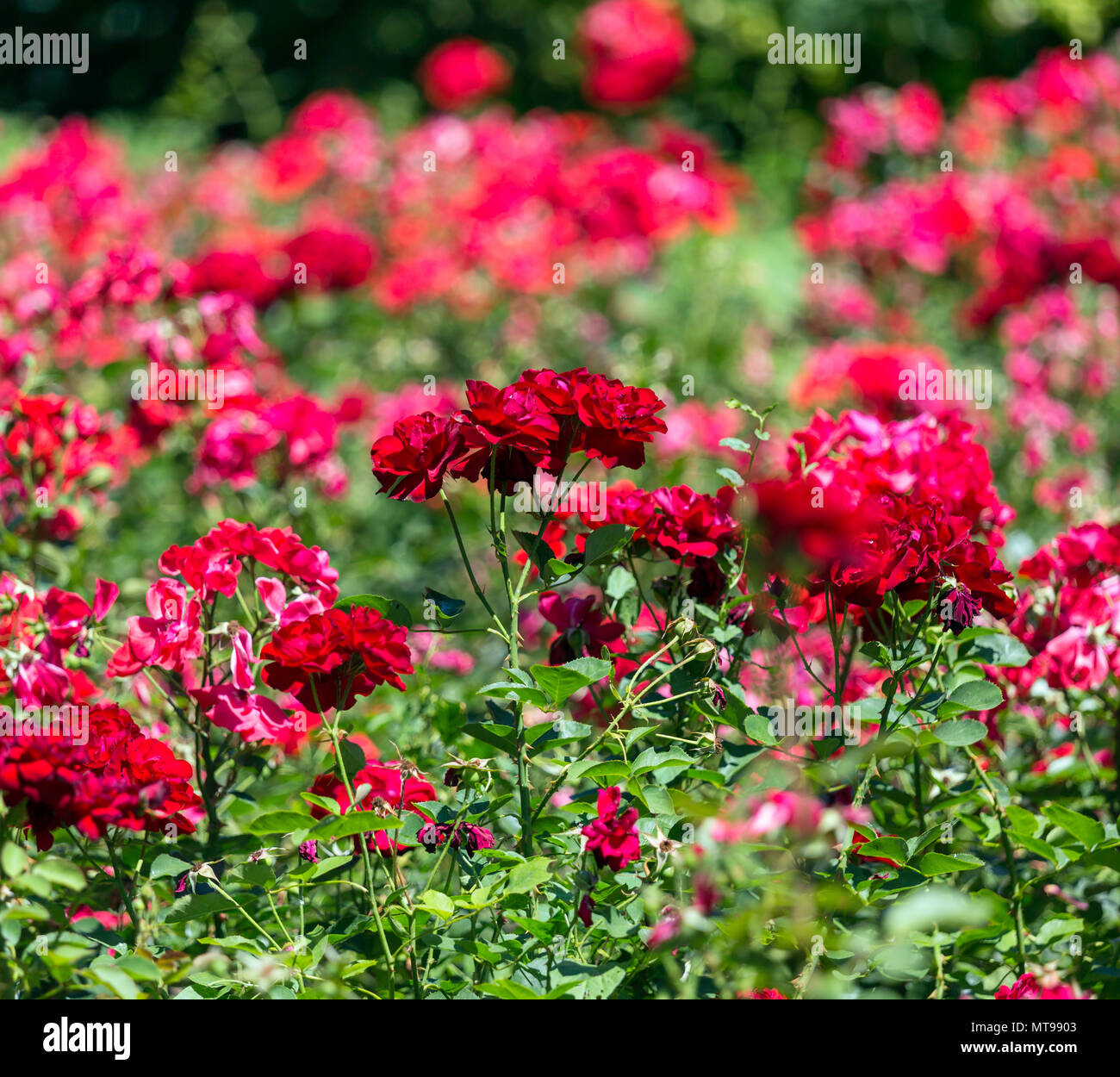 red roses garden background Stock Photo Alamy