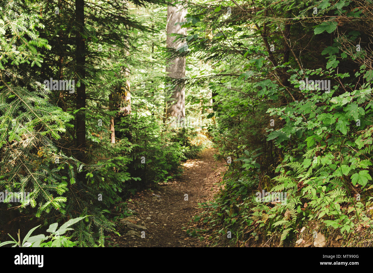 Summer green forest with path, natural outdoor seasonal background